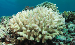 Data Diving To Save Coral